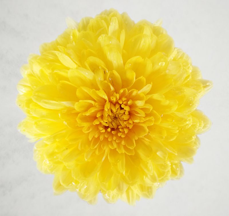 云臺(tái)冰菊在冰雪中盛開