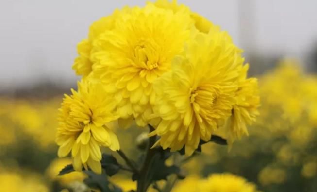 千畝云臺(tái)冰菊盛開，誠邀您蒞臨免費(fèi)參觀！